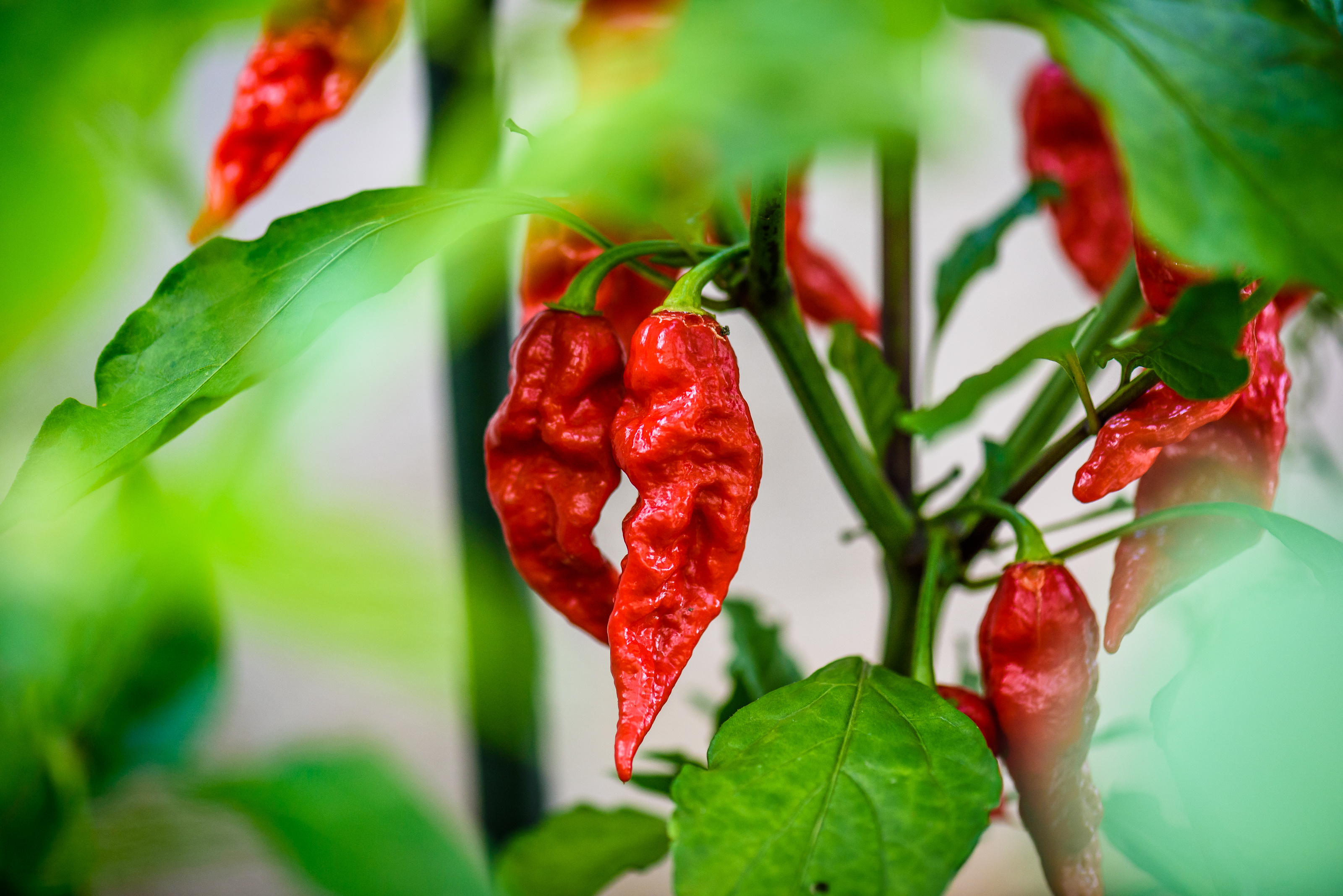 Turn Up the Heat The Hottest Peppers in the World-4