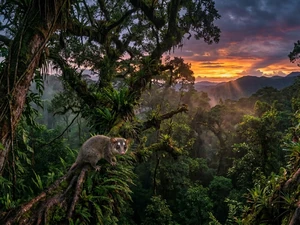 Two Marsupials Thought Extinct For 6,000 Years Were Just Found Alive