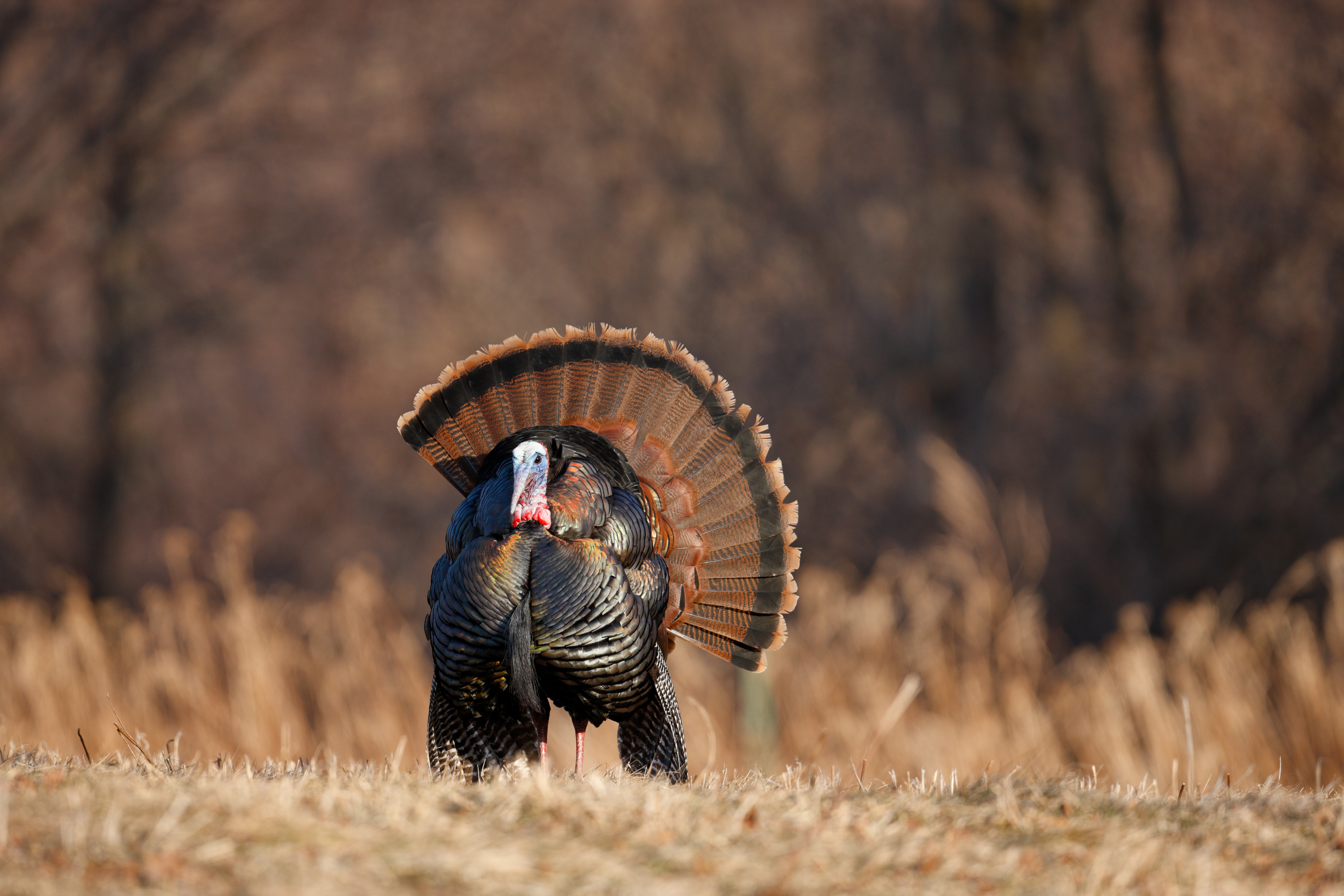 Turkey