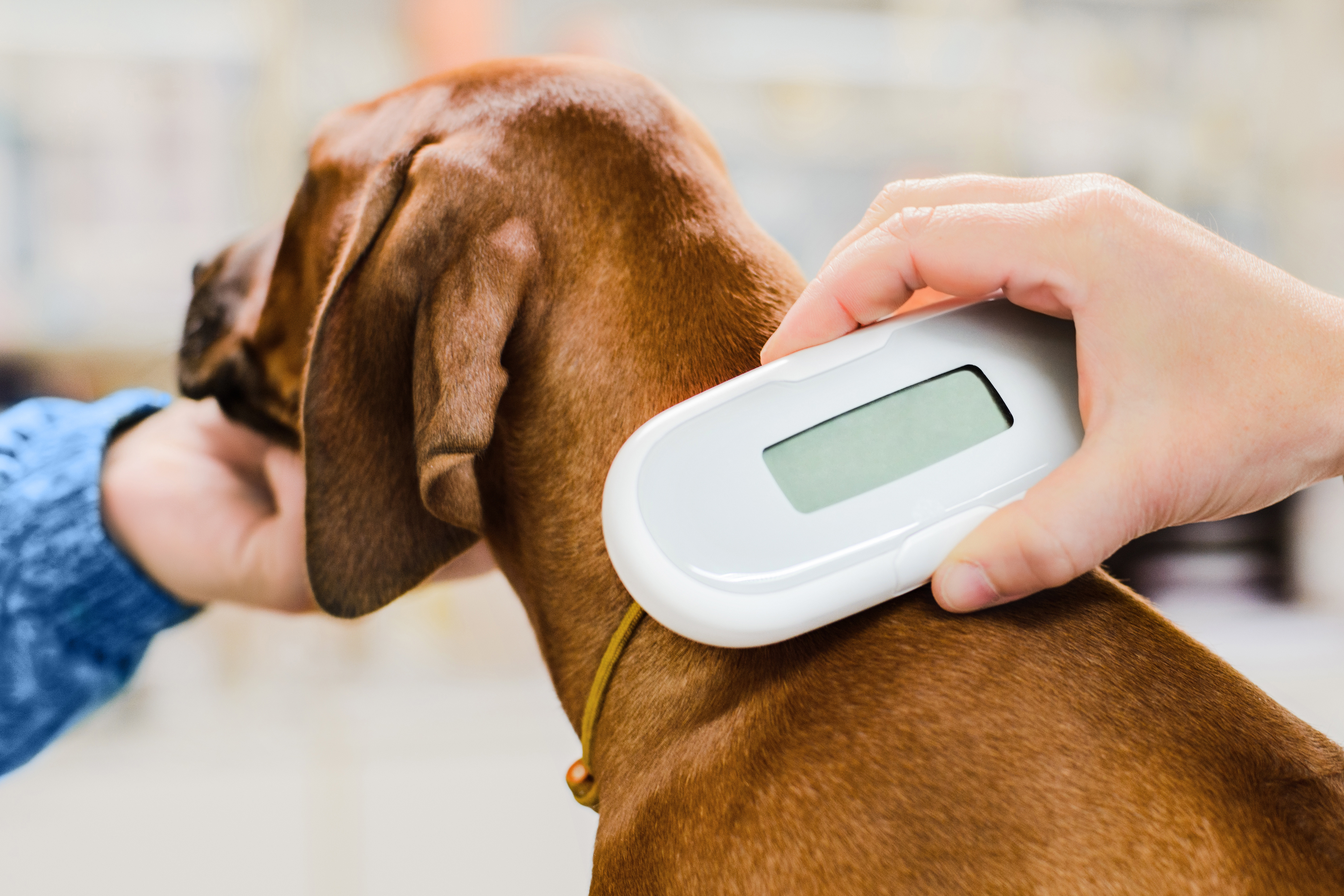 Pet Theft on the Rise: Keeping Your Dog Safe-2