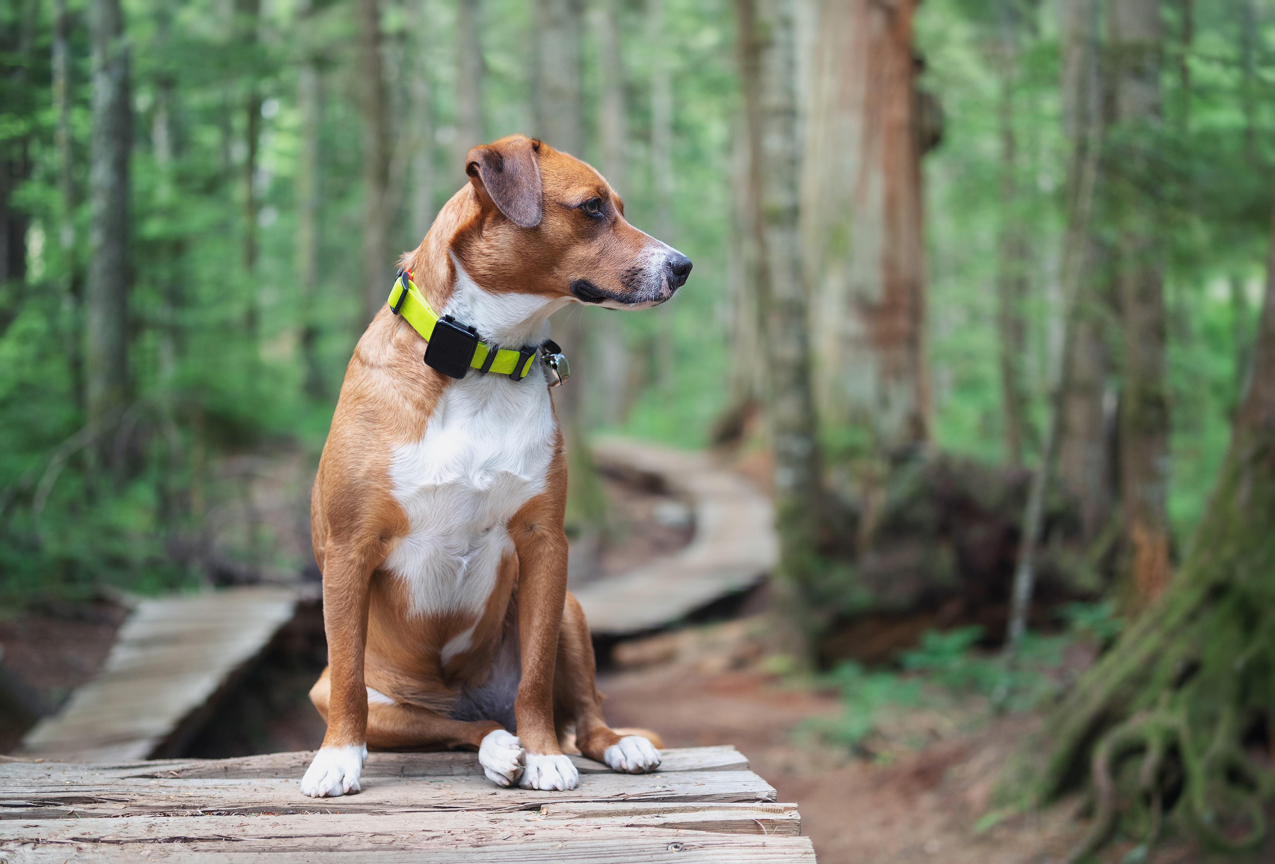 Pet Theft on the Rise: Keeping Your Dog Safe-3