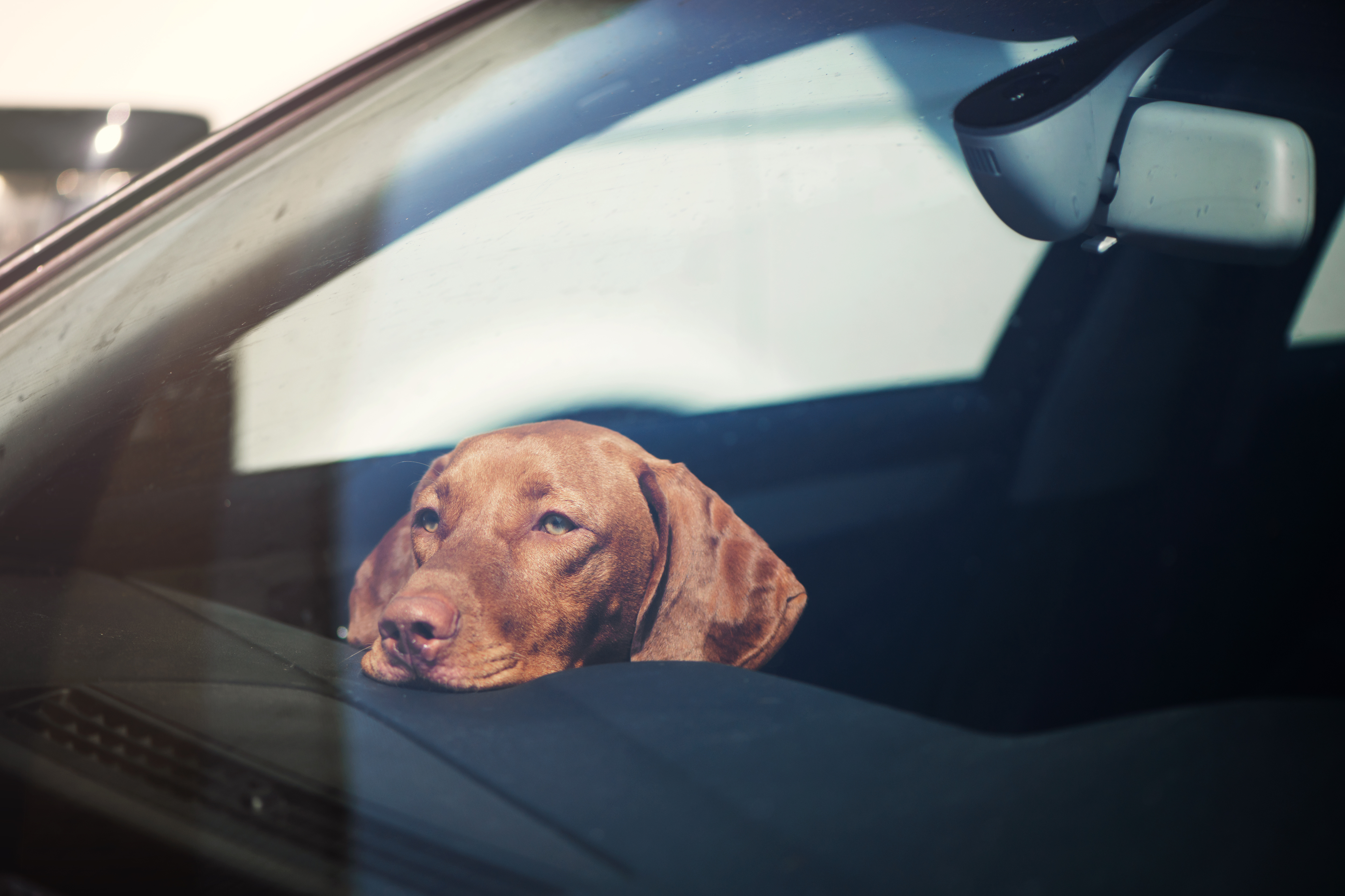 Pet Theft on the Rise: Keeping Your Dog Safe-5