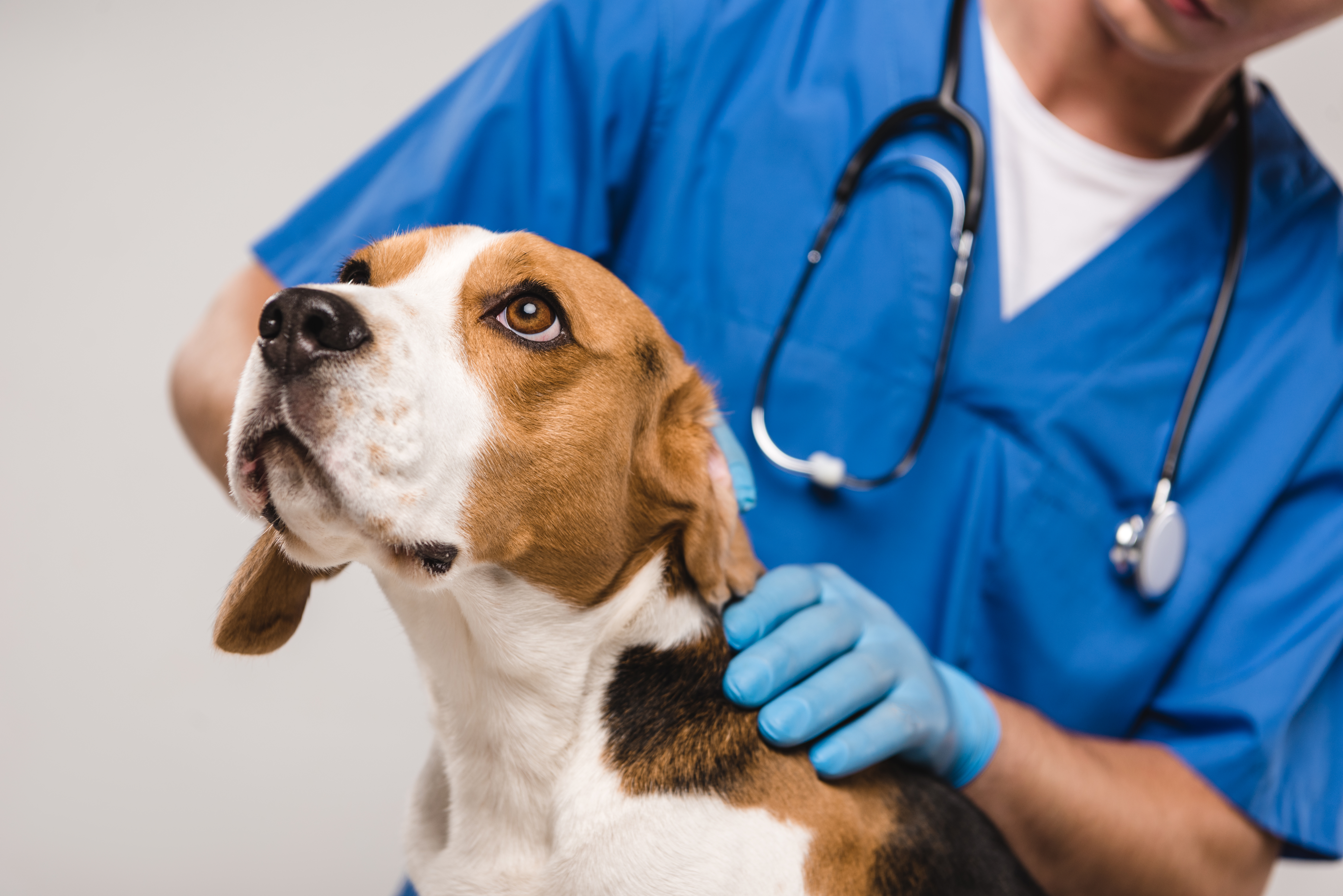 Pet Theft on the Rise: Keeping Your Dog Safe-6