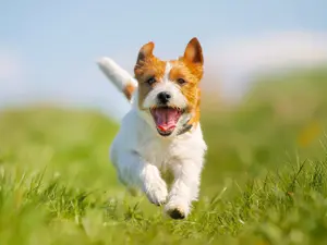 Why Are Thieves Targeting Pets?