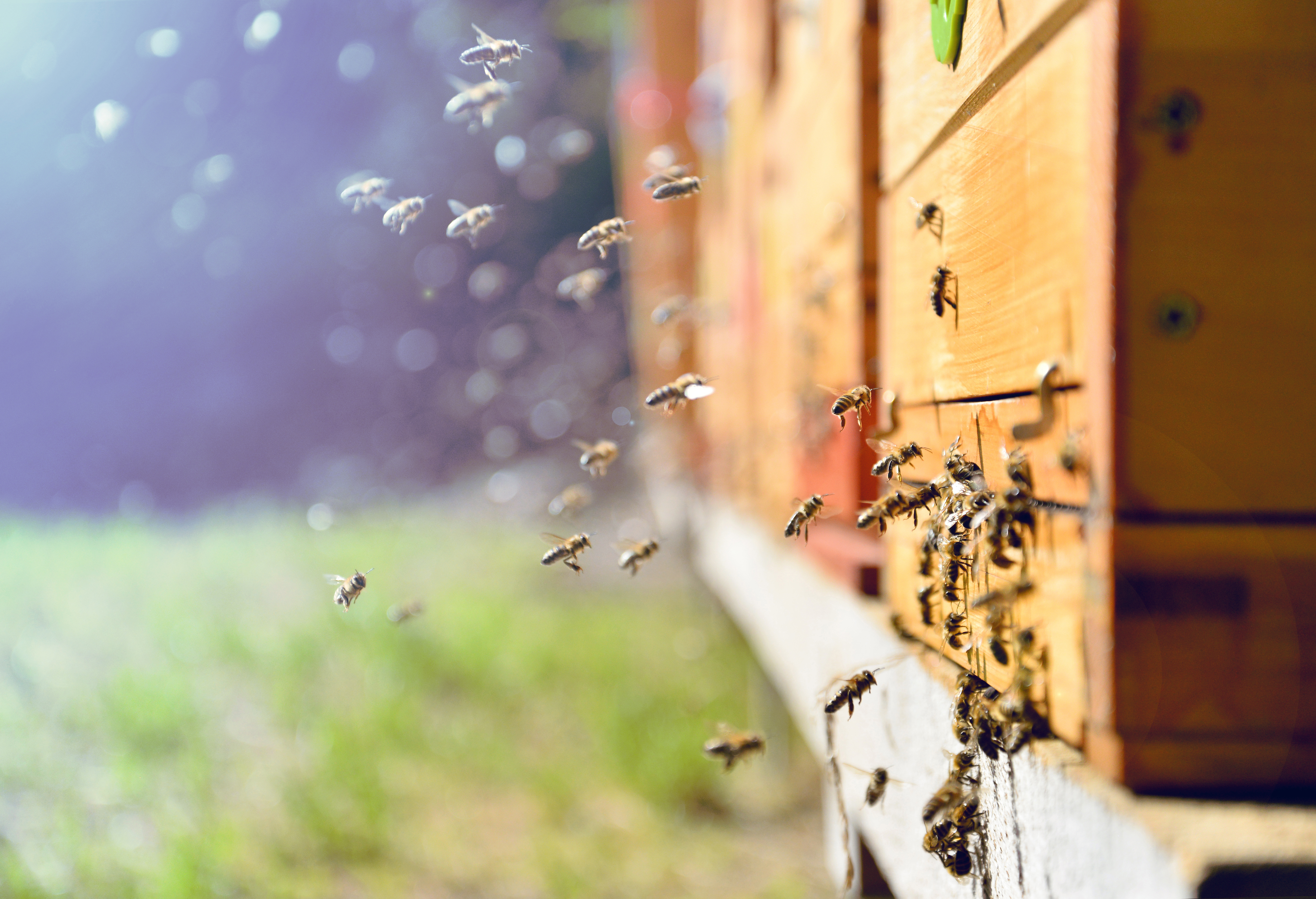 Is America Experiencing a Bee Population Explosion?-2