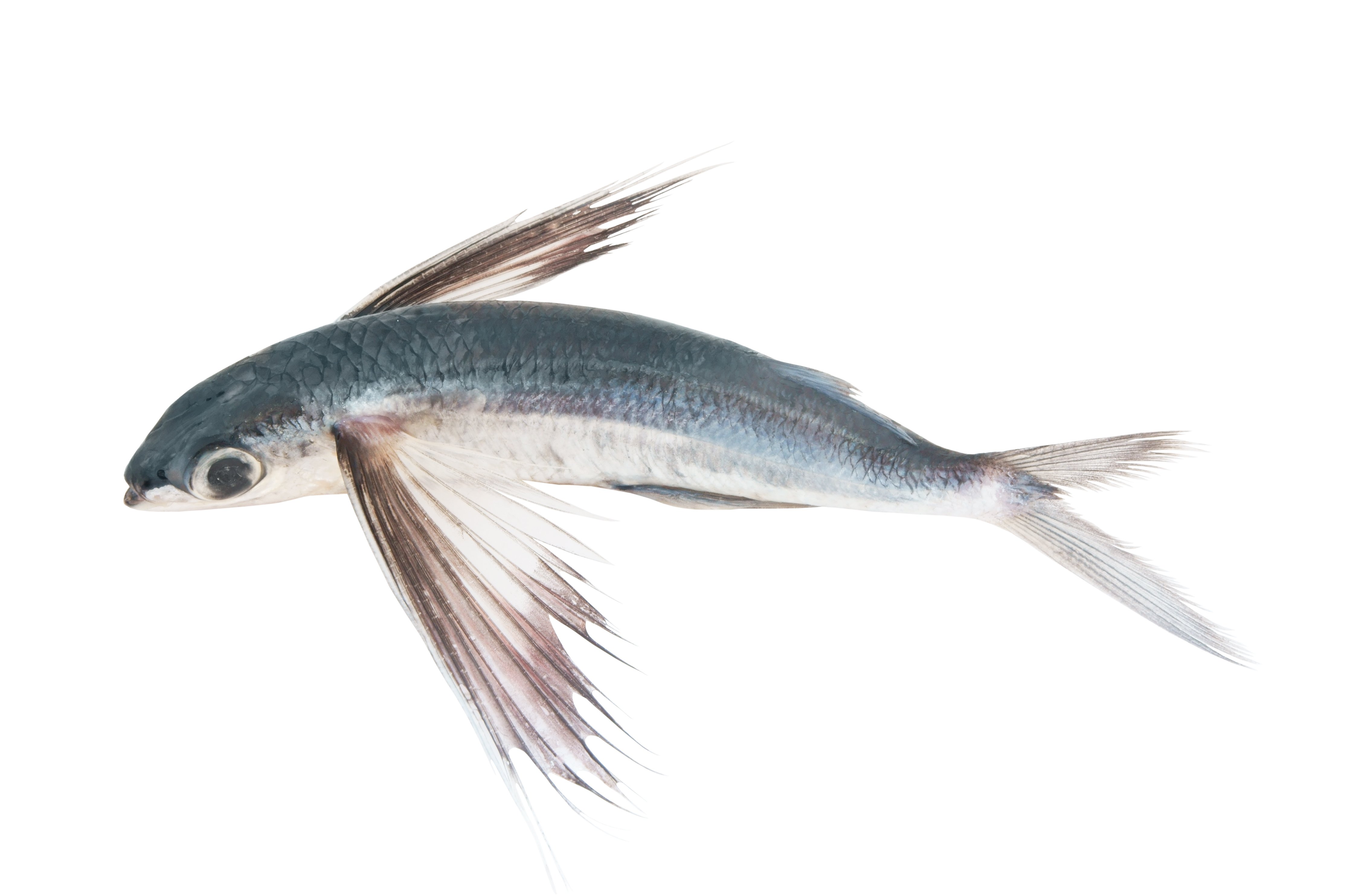 Why Do Fish Fly? The Astonishing Truth About Flying Fish Revealed!