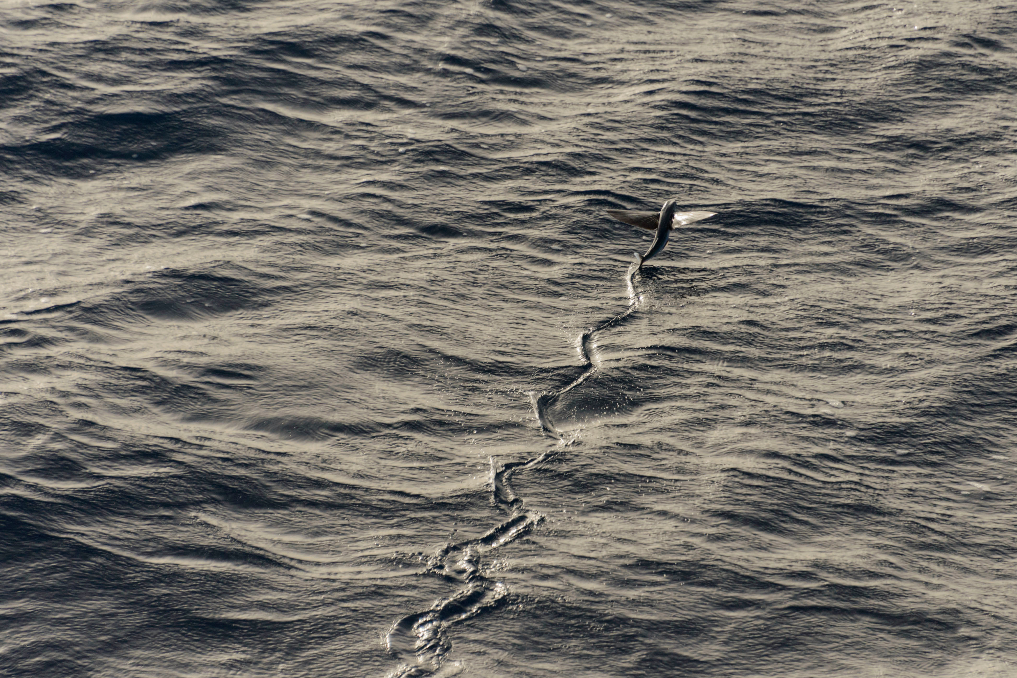 Why Do Fish Fly? The Astonishing Truth About Flying Fish Revealed!-2