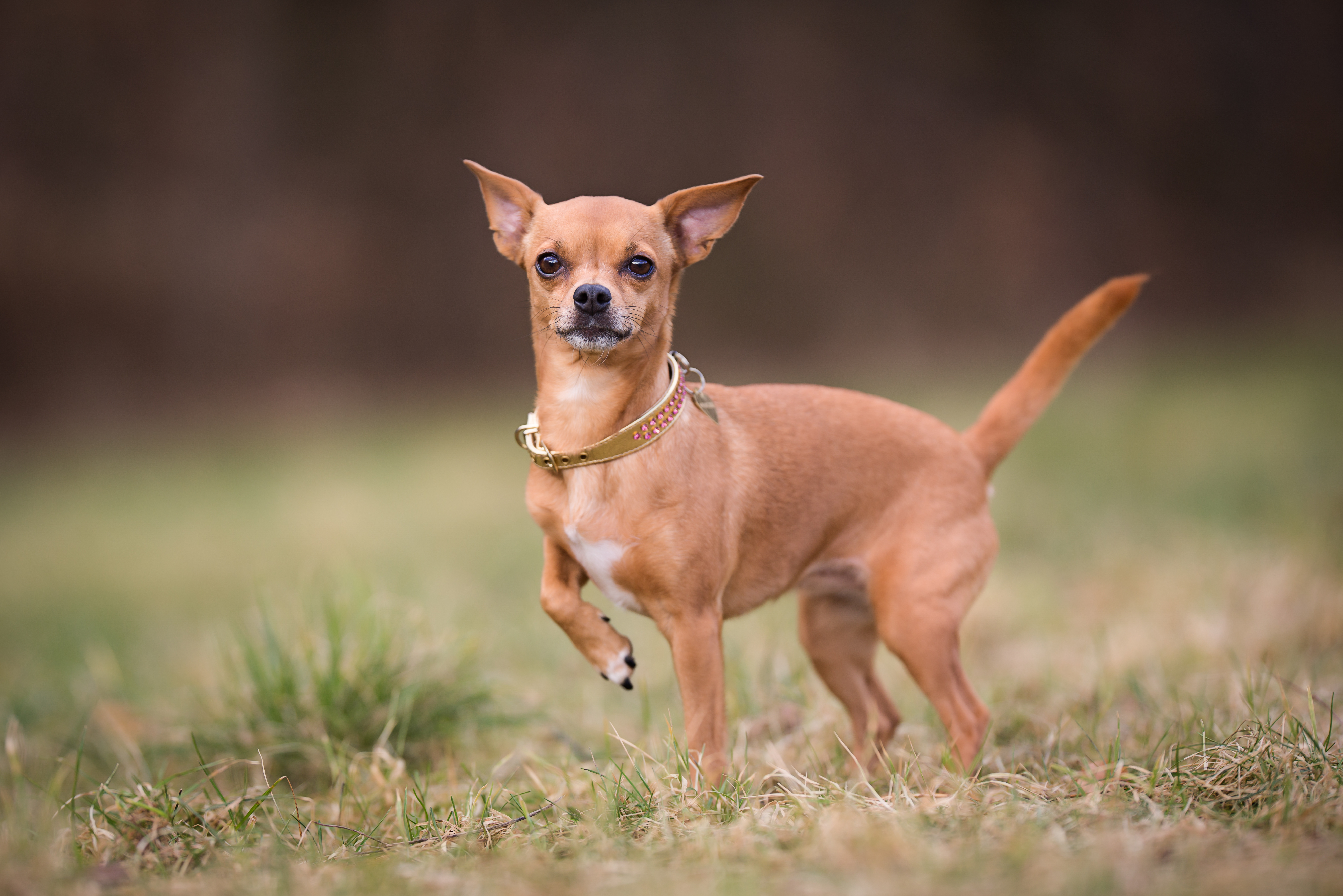 Can You Guess the Most Popular Dog Breed in Your State?-2