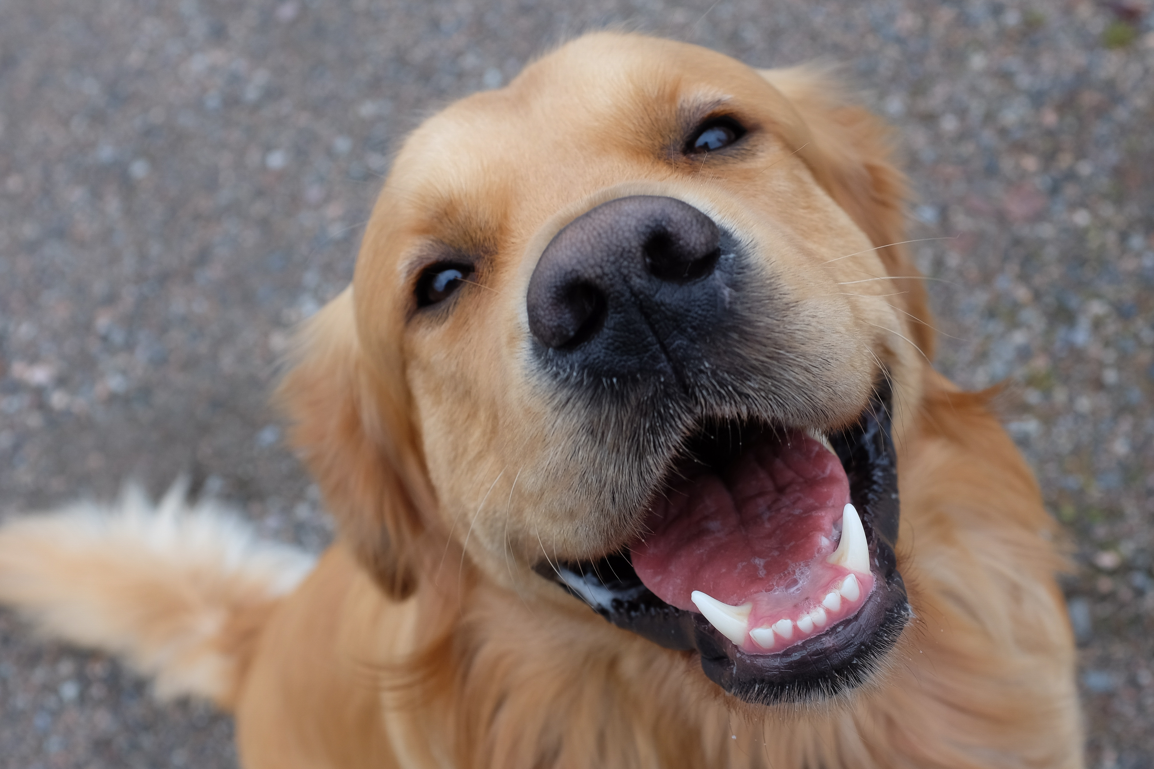 Can You Guess the Most Popular Dog Breed in Your State?-3