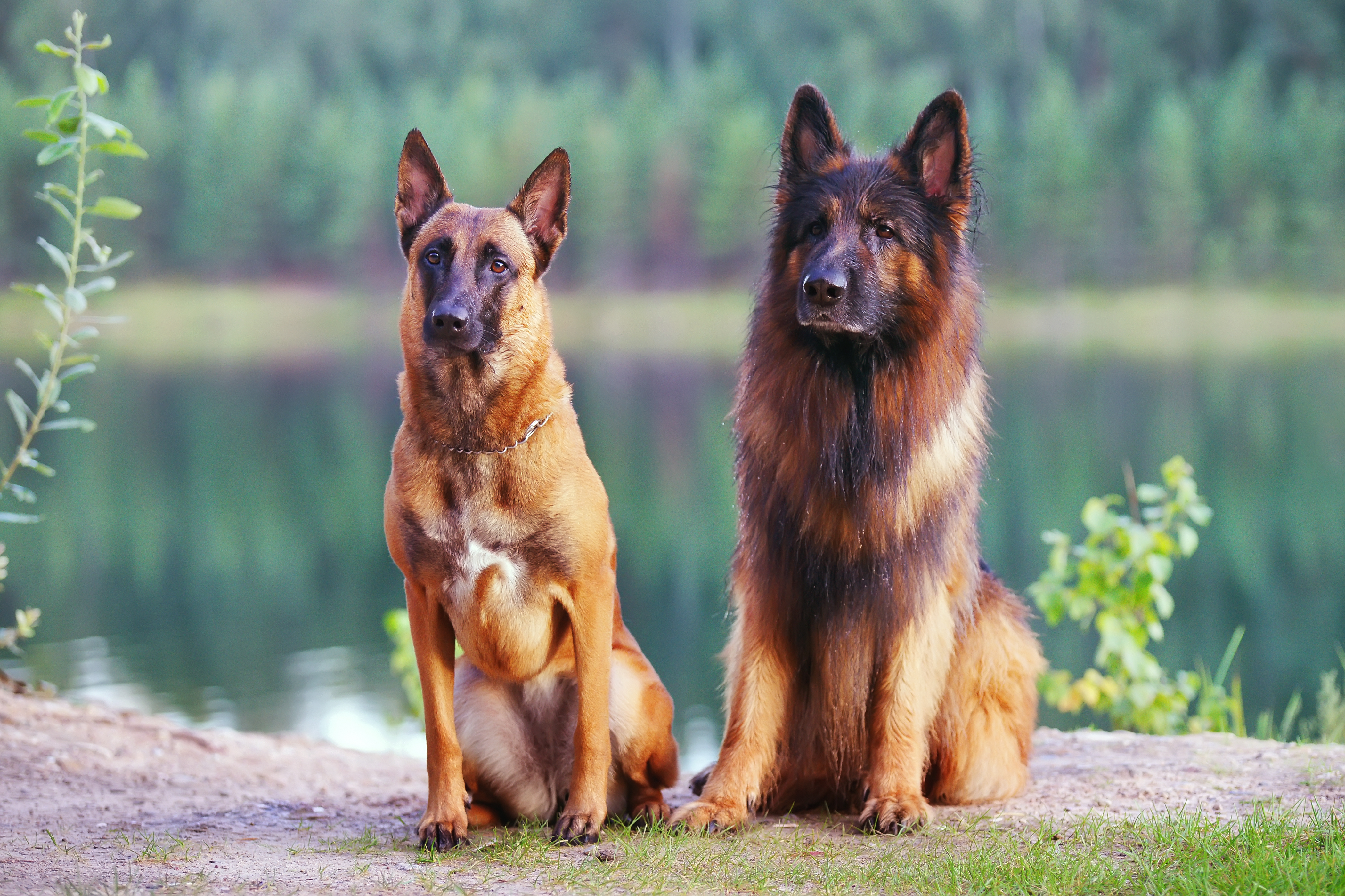 Can You Guess the Most Popular Dog Breed in Your State?-4