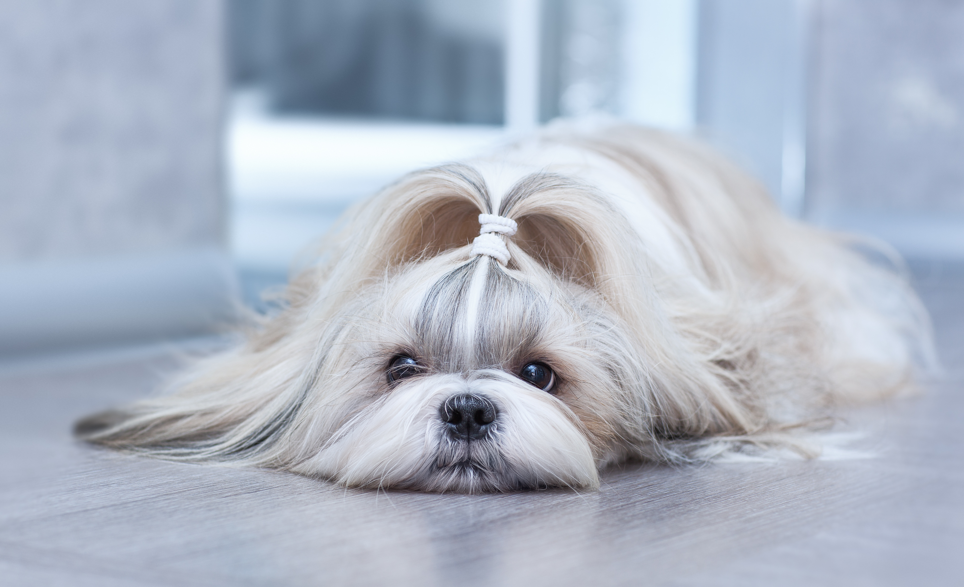 Can You Guess the Most Popular Dog Breed in Your State?-5
