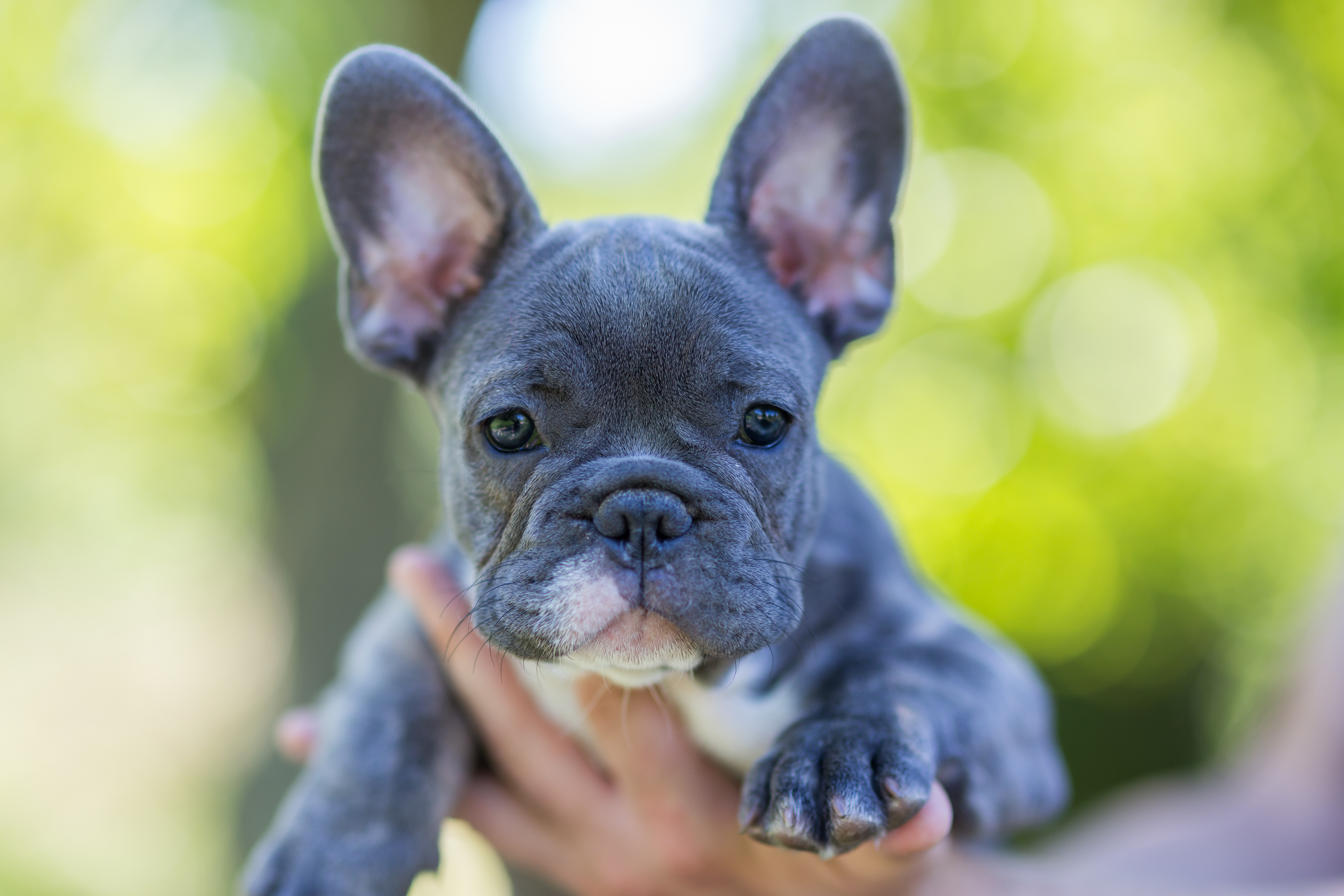 Can You Guess the Most Popular Dog Breed in Your State?-6