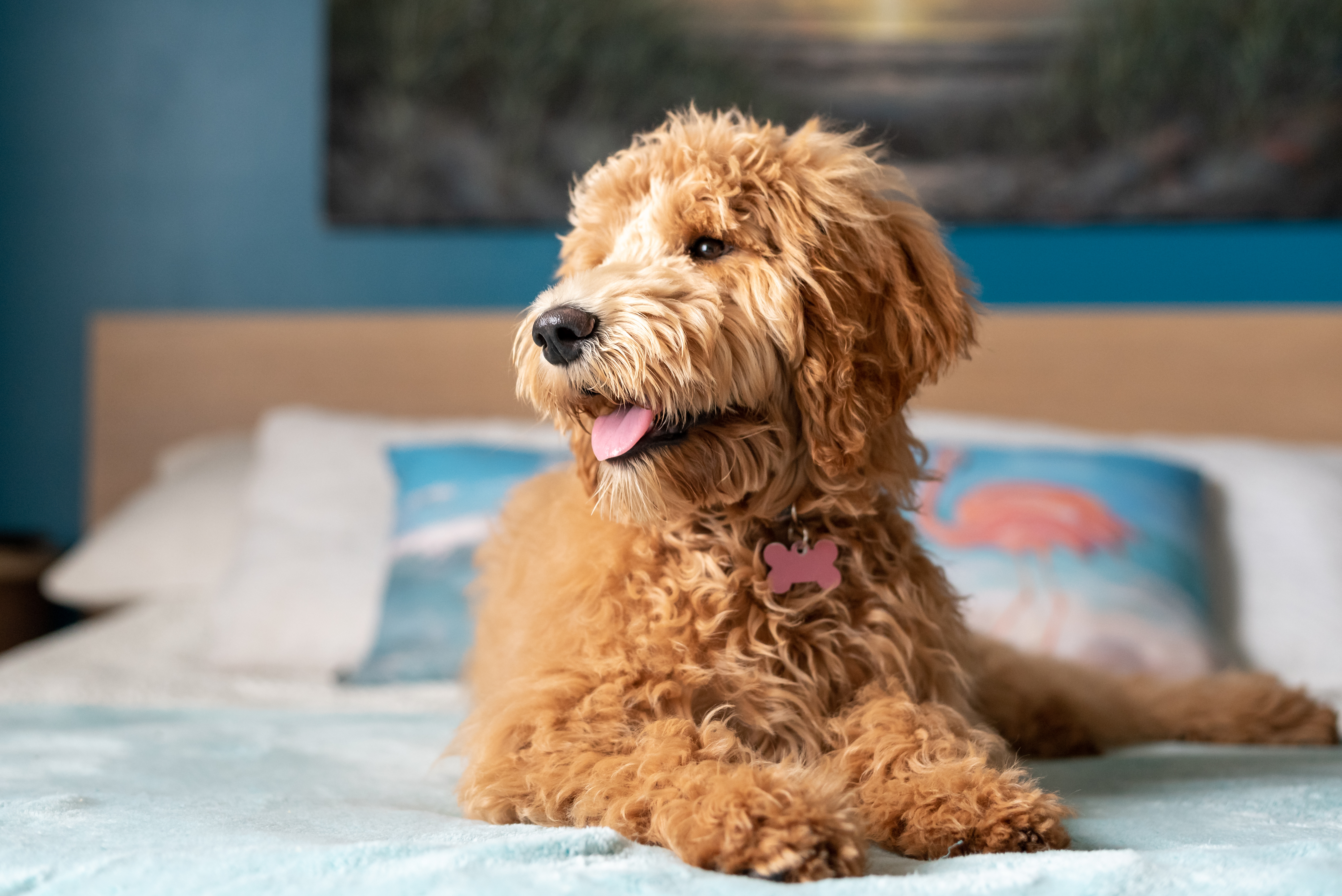 Can You Guess the Most Popular Dog Breed in Your State?-7