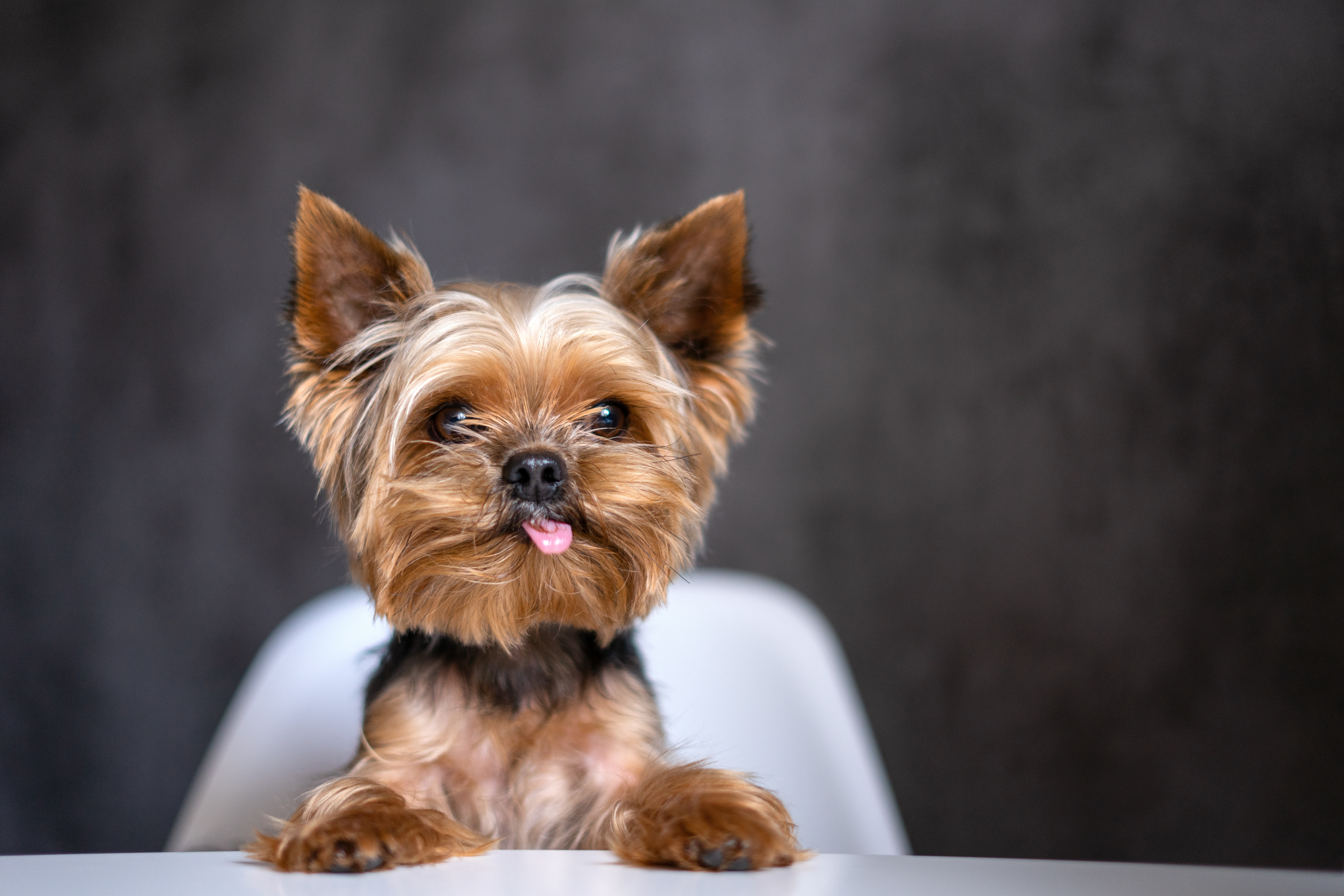 Can You Guess the Most Popular Dog Breed in Your State?-8
