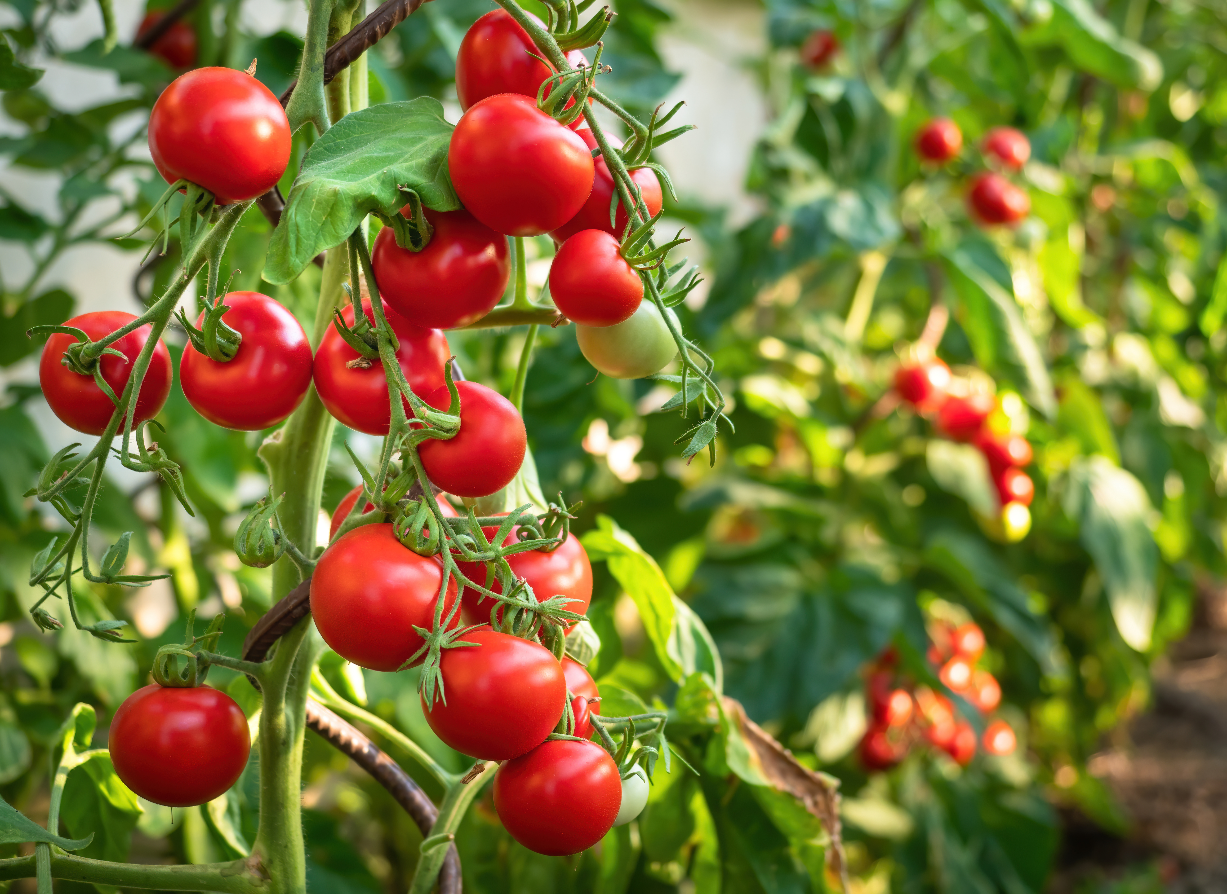 5 Best Kinds of Produce to Buy in Summer for Freshness and Flavor-2