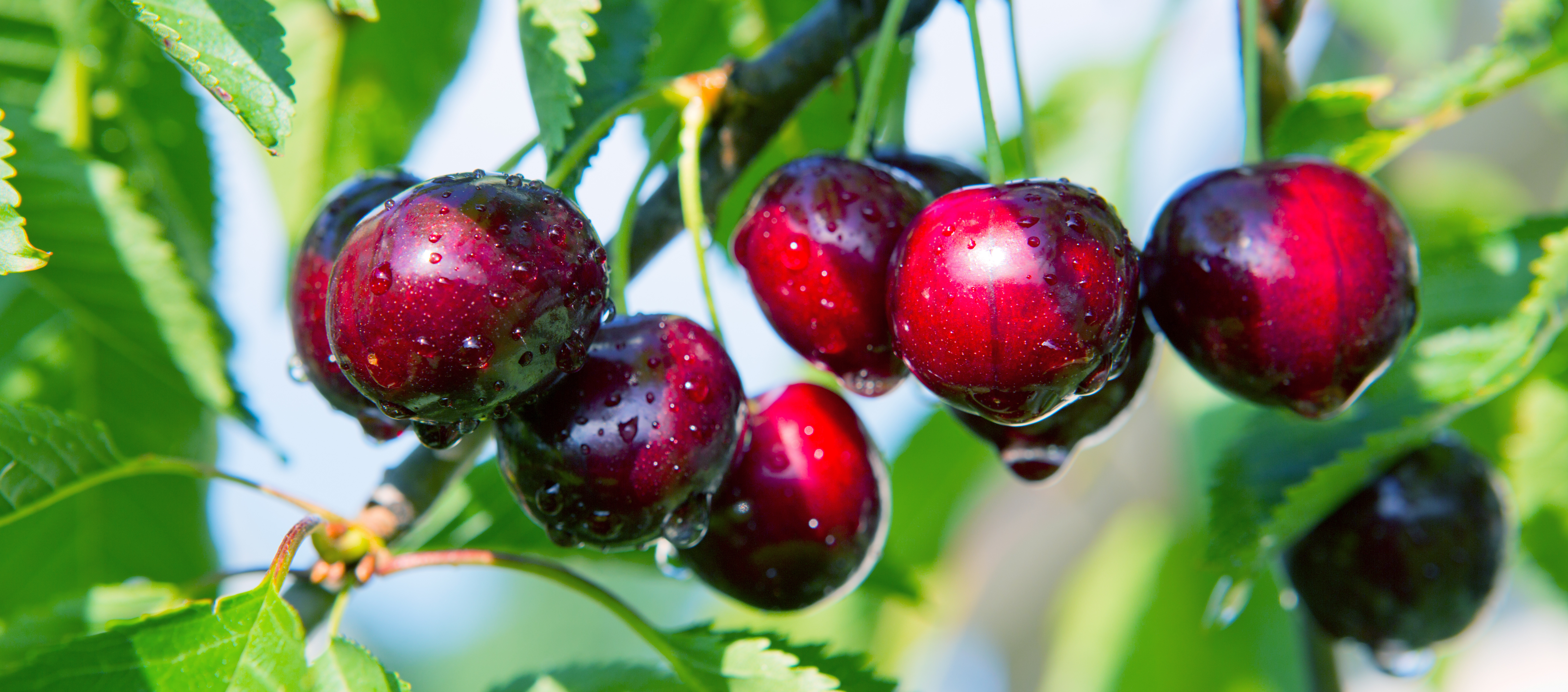 5 Best Kinds of Produce to Buy in Summer for Freshness and Flavor-6